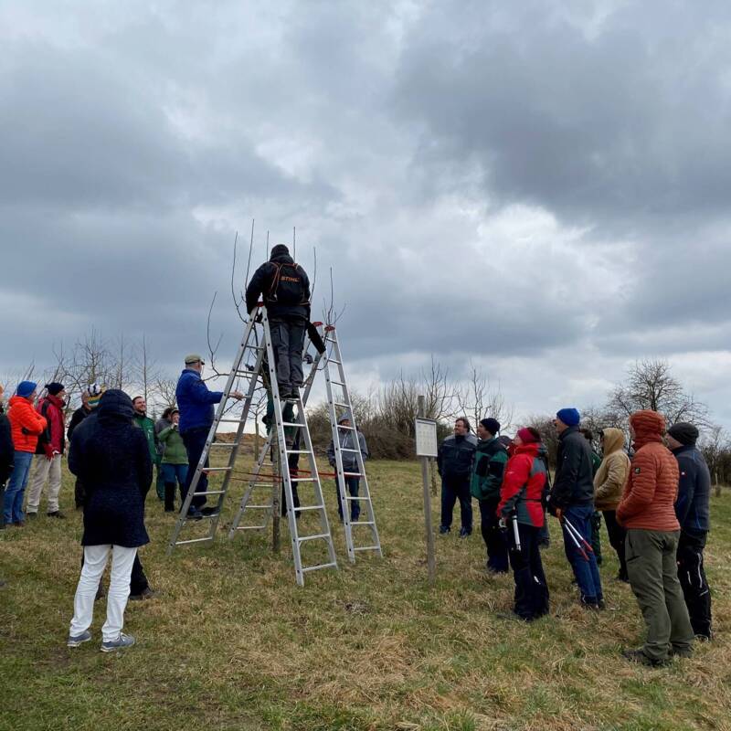 Qualifizierter Obstbaumpfleger Baumschnitt