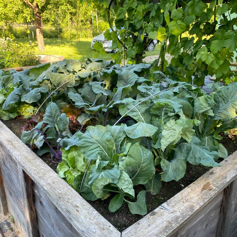 Gartenkurs für Einsteiger