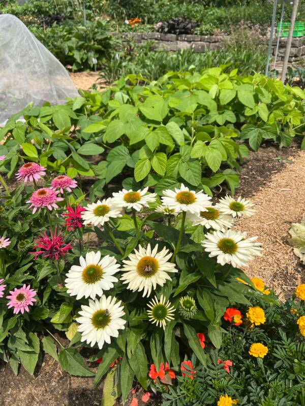 Gartenkurs für Einsteiger